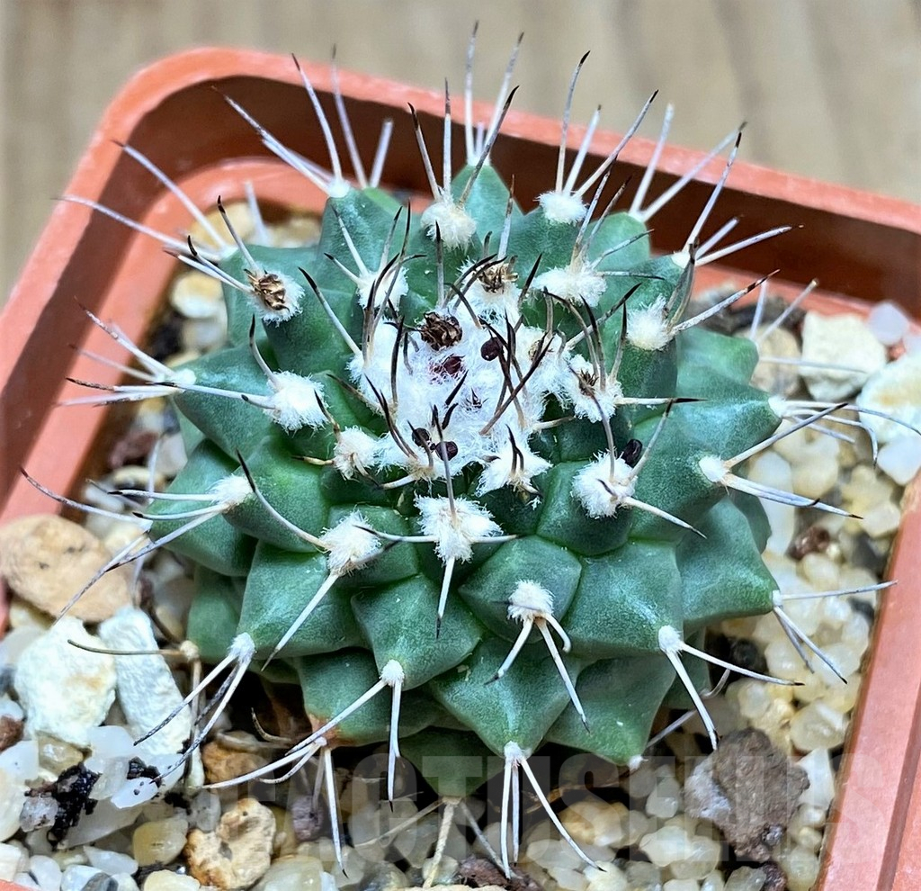 SHPR31048 Turbinicarpus swobodae -Rayones, Nuevo Leon, Mexico- - immagine 2