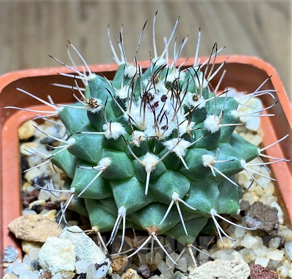 SHPR31048 Turbinicarpus swobodae -Rayones, Nuevo Leon, Mexico-
