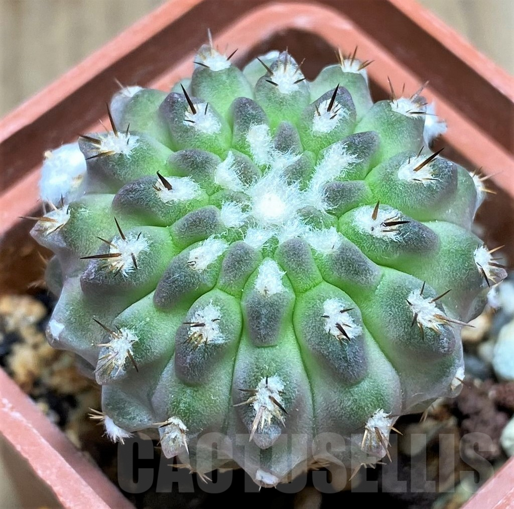 SHPR31049 Pyrrhocactus deherdtiana AW 236 -Punta Huasco, 40km Caleta Sarco, Chile-