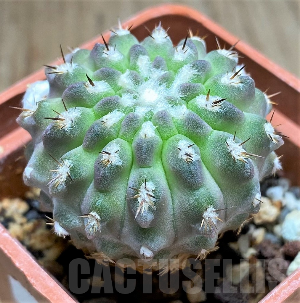 SHPR31049 Pyrrhocactus deherdtiana AW 236 -Punta Huasco, 40km Caleta Sarco, Chile- - immagine 2