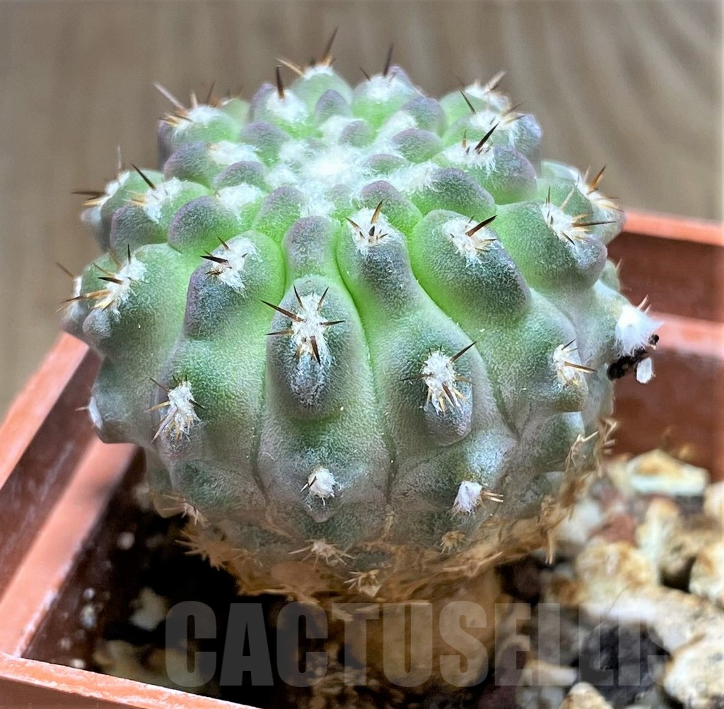 SHPR31049 Pyrrhocactus deherdtiana AW 236 -Punta Huasco, 40km Caleta Sarco, Chile- - immagine 3