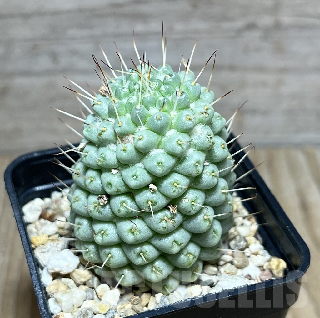 SHPR30426 Mammillaria schumannii f. monstrosa