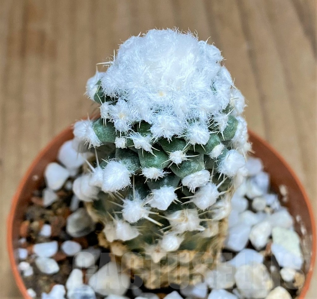 SHPR31055 Pediocactus winkleri RP 132, cl 2