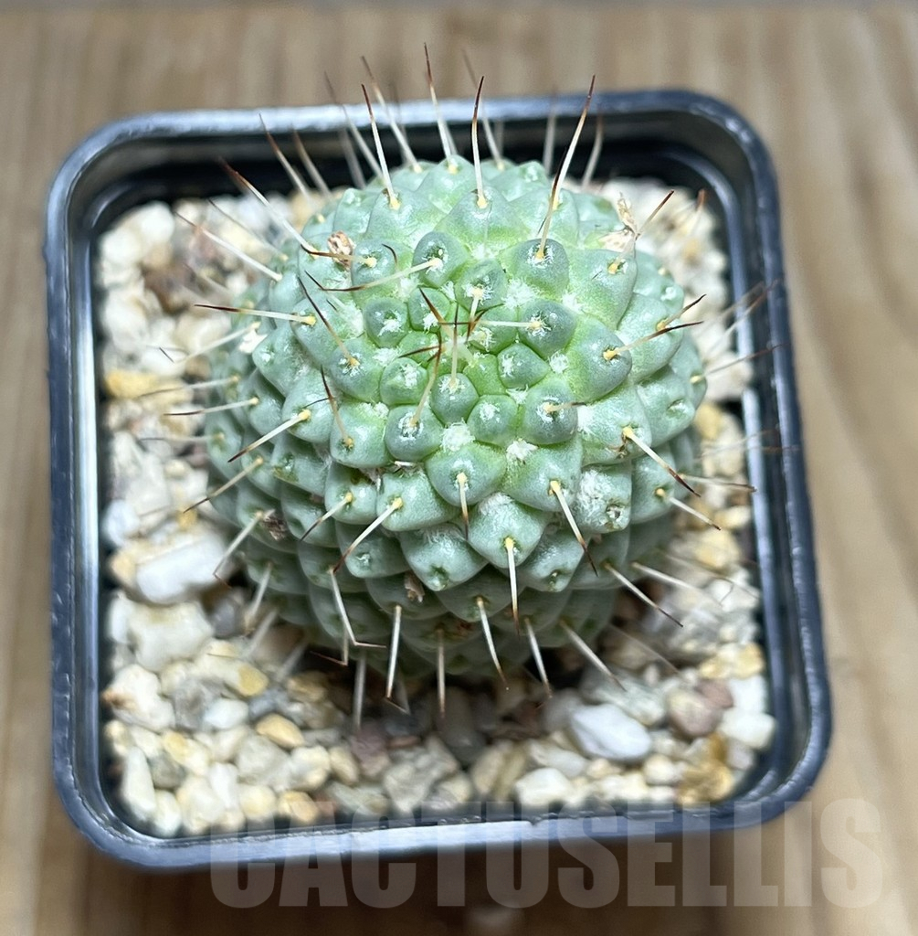 SHPR30426 Mammillaria schumannii f. monstrosa - immagine 2