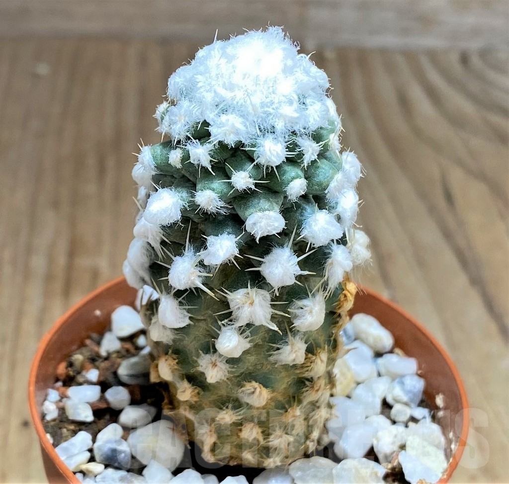 SHPR31055 Pediocactus winkleri RP 132, cl 2 - 画像 (2)