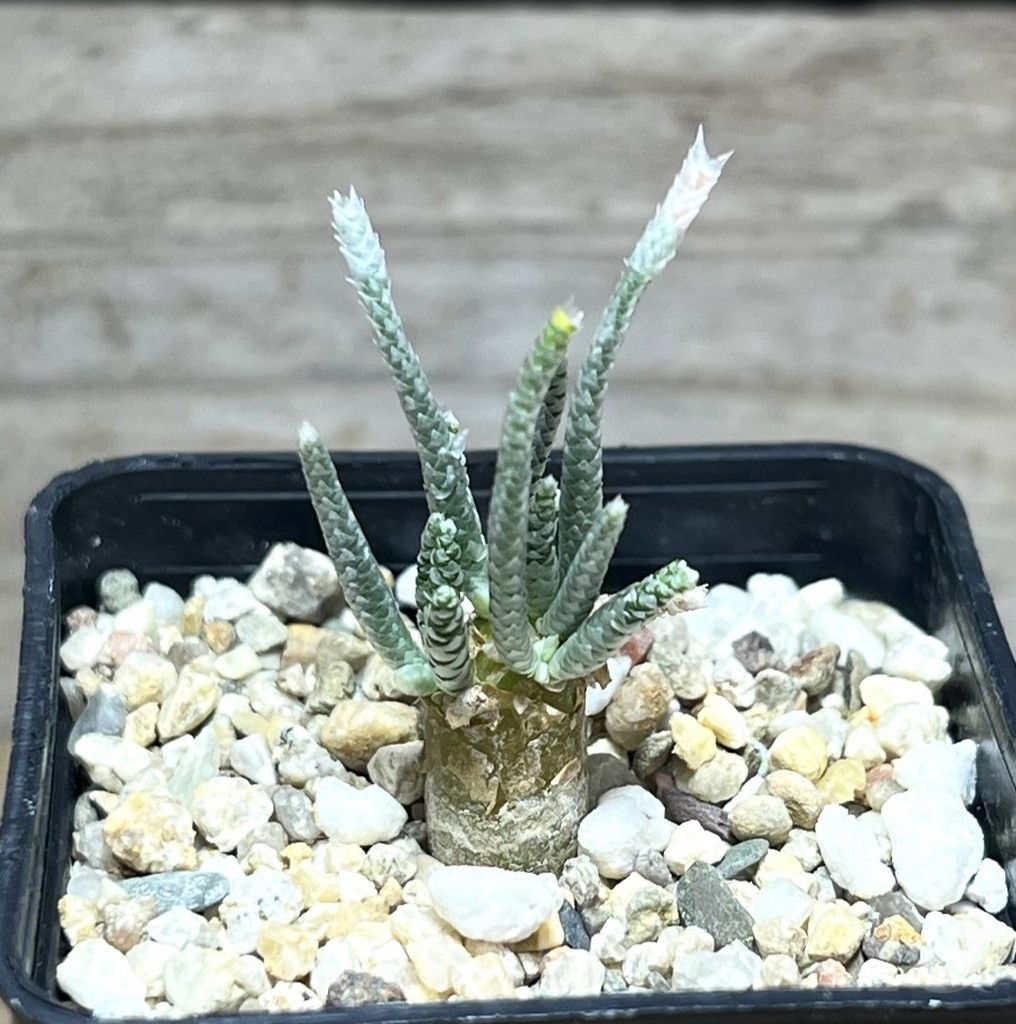 SHPR30428 Avonia quinaria