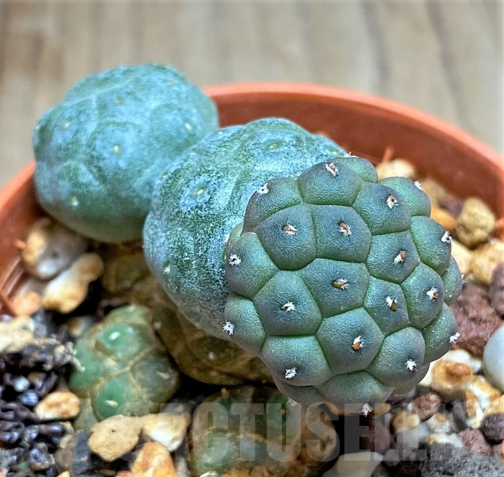 SHPR31061 Puna bonnieae f. inermis -Prov. Catamarca, 2500 to 3,300 m, Argentina-