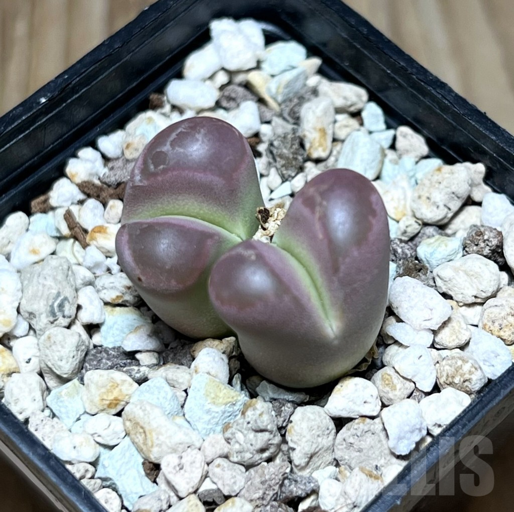 SHPR30431 Lithops optica ‘Rubra’