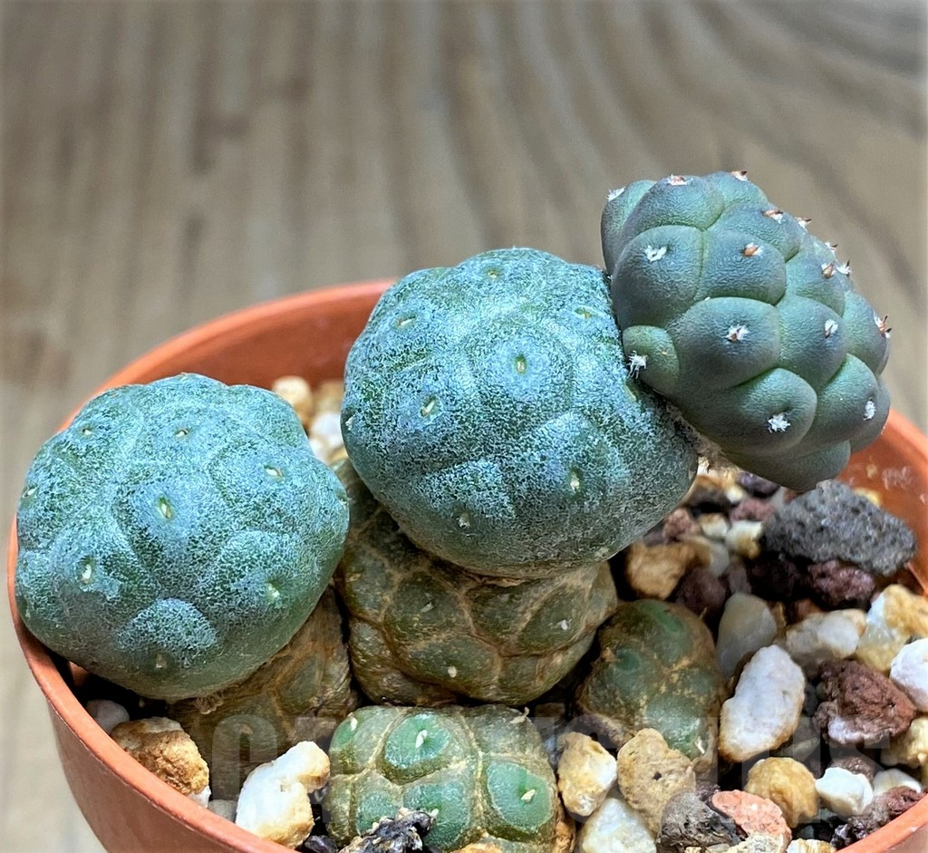 SHPR31061 Puna bonnieae f. inermis -Prov. Catamarca, 2500 to 3,300 m, Argentina- - Image 2