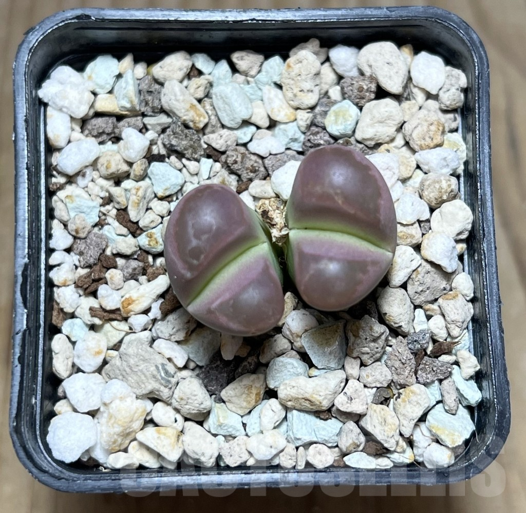 SHPR30431 Lithops optica ‘Rubra’ - Obrázek 2
