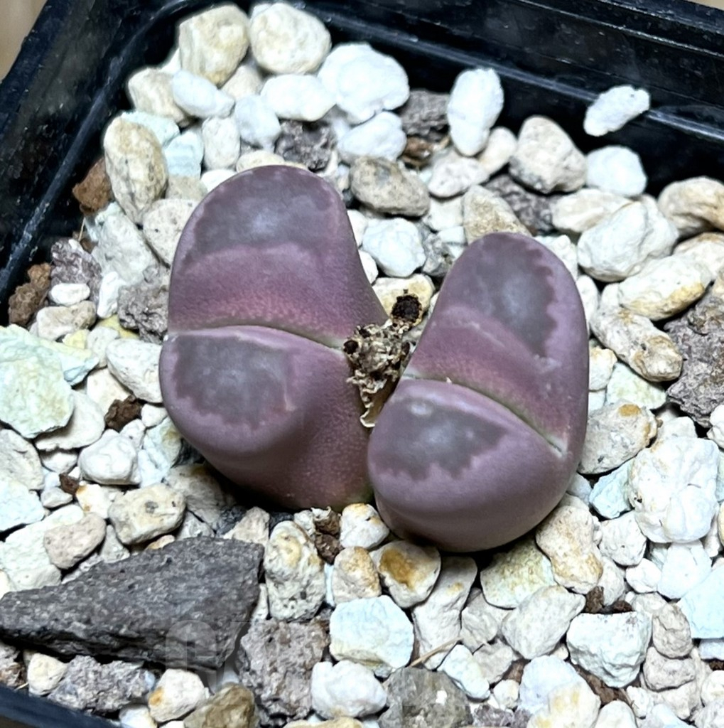 SHPR30432 Lithops optica ‘Rubra’