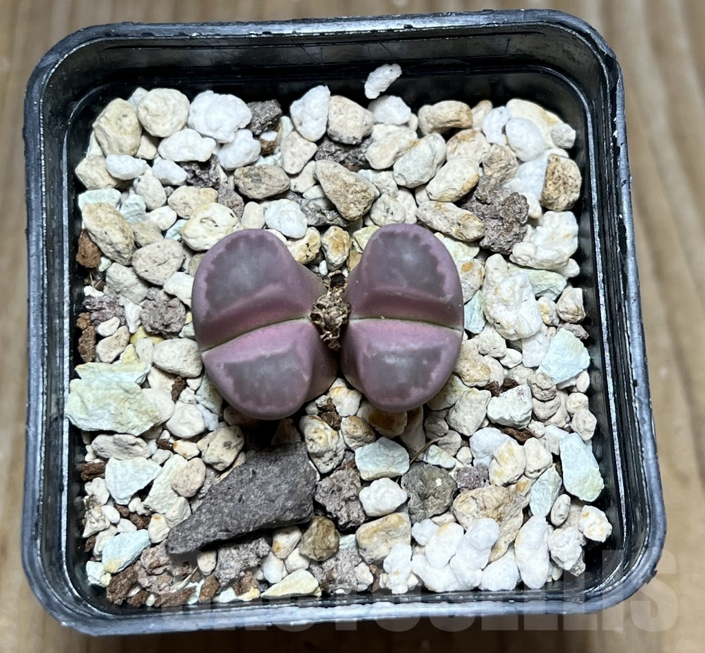 SHPR30432 Lithops optica ‘Rubra’ - Obrázek 2