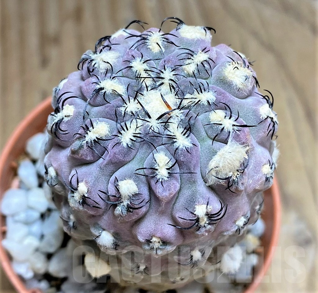 SHPR31064 Thelocephala napina LH1287 -Huasco, Chile-