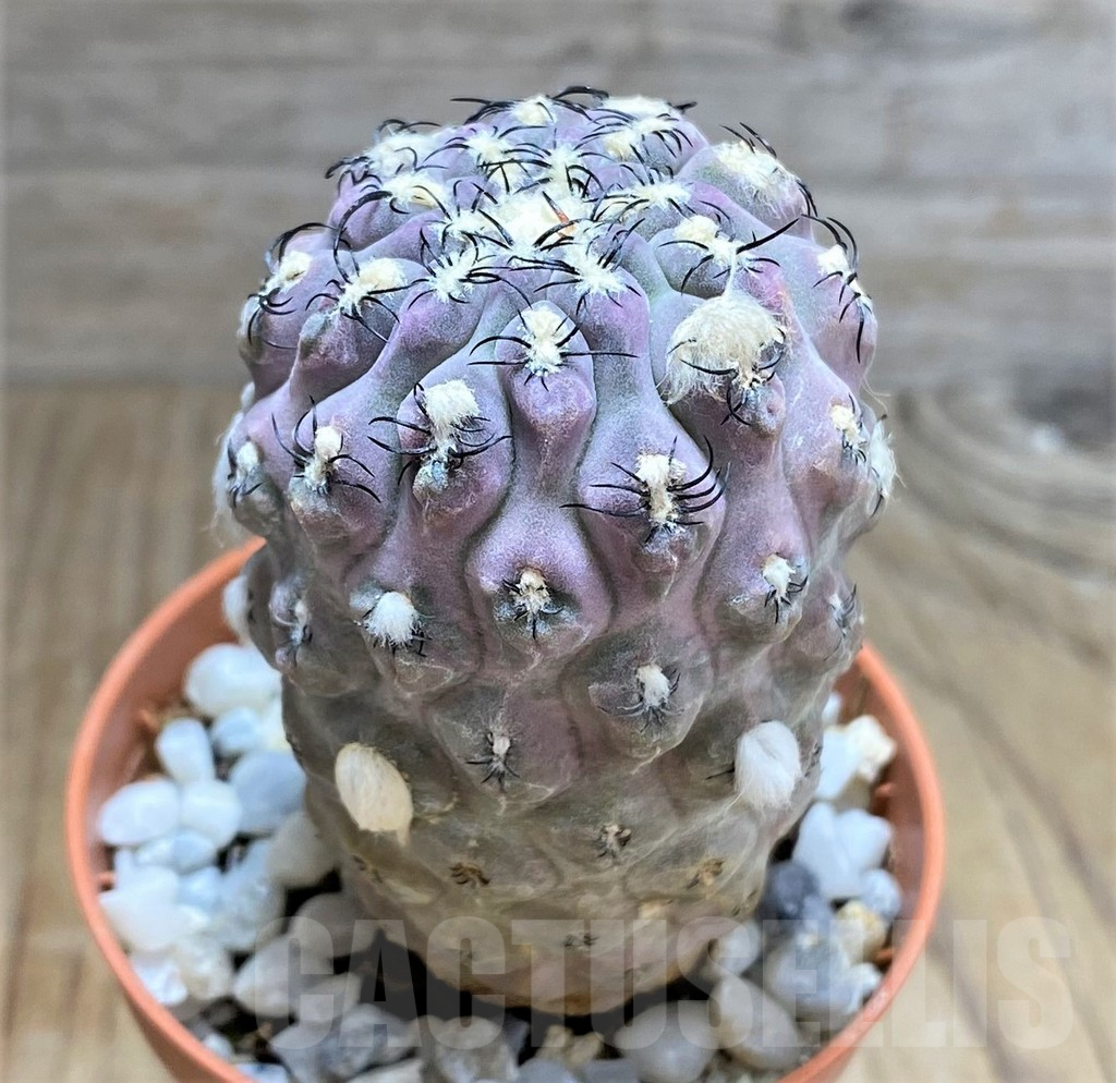 SHPR31064 Thelocephala napina LH1287 -Huasco, Chile- - immagine 2