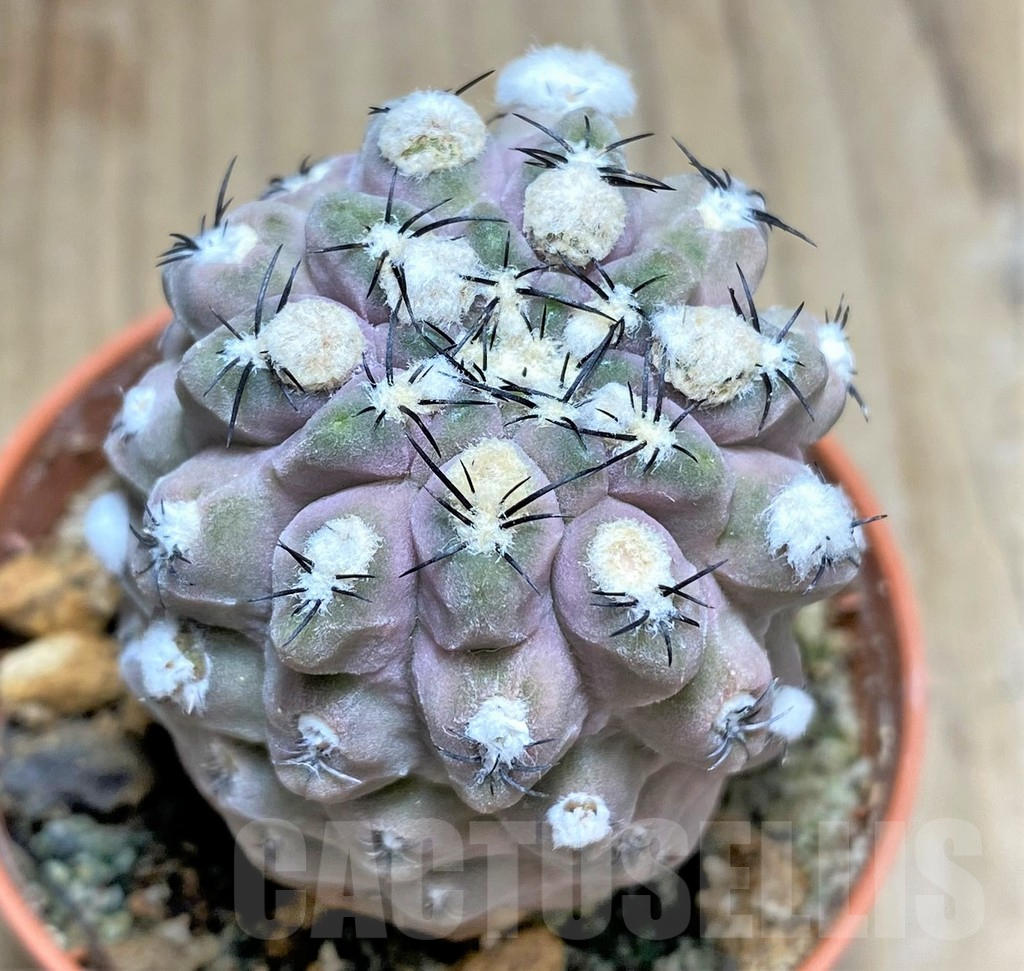 SHPR31065 Thelocephala napina LH1287 -Huasco, Chile-