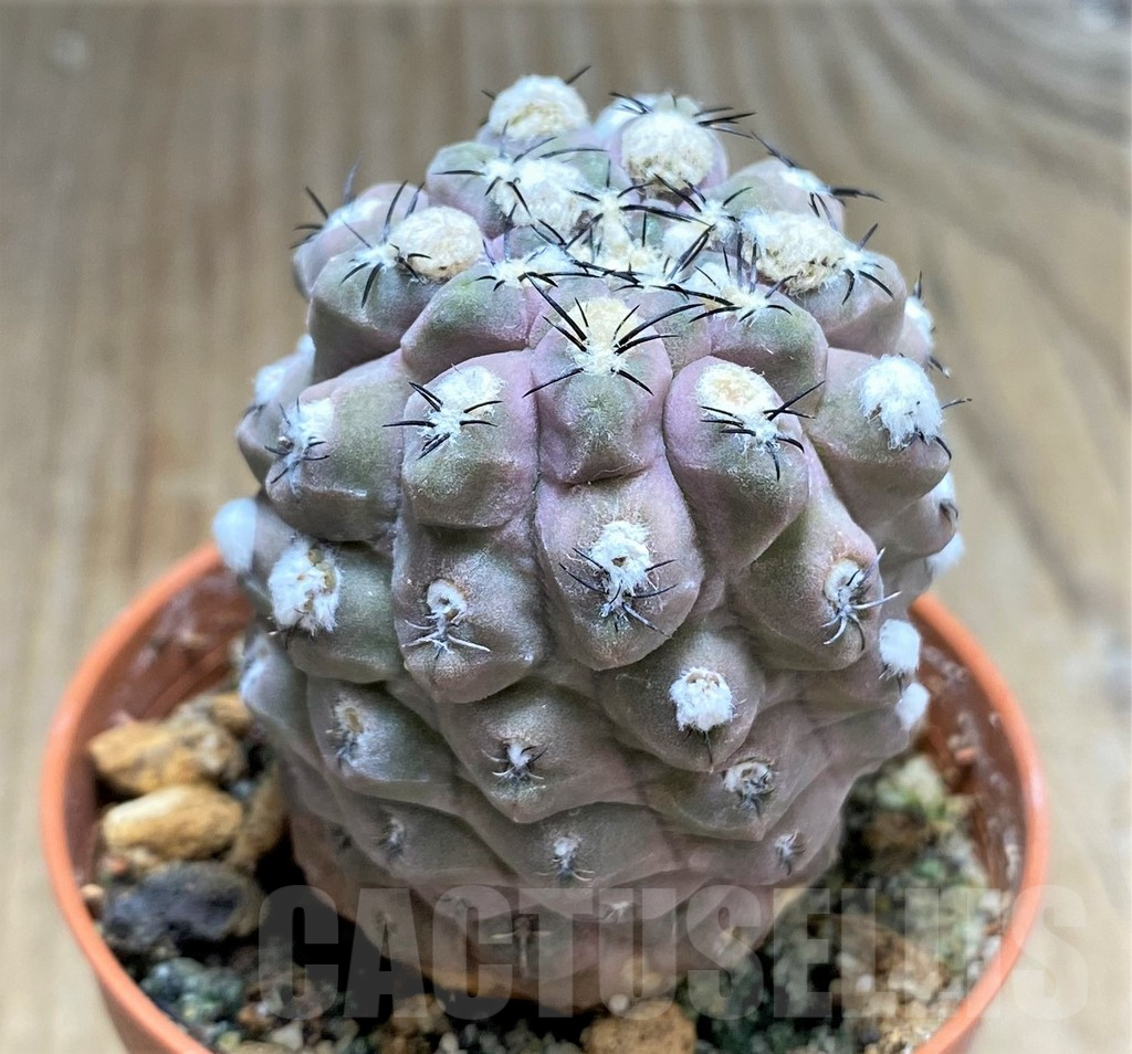 SHPR31065 Thelocephala napina LH1287 -Huasco, Chile- - Image 2