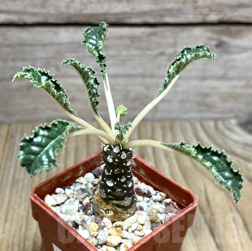 SHPR30435 Dorstenia foetida ‘Thamaka’