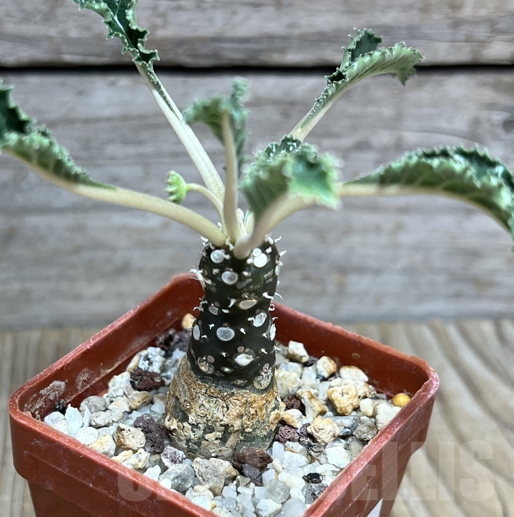 SHPR30435 Dorstenia foetida ‘Thamaka’ - immagine 2