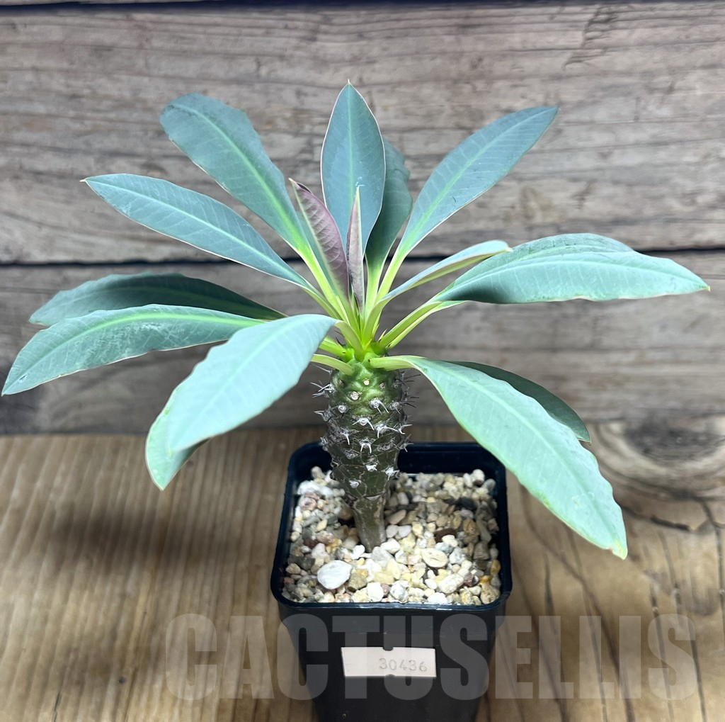 SHPR30436 Euphorbia pachypodioides -Ankarana- – Image 2