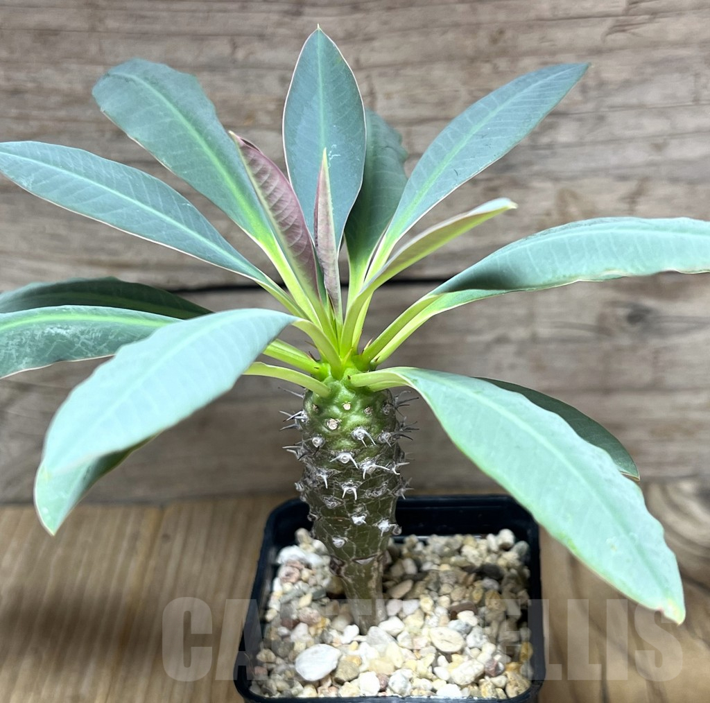 SHPR30436 Euphorbia pachypodioides -Ankarana-