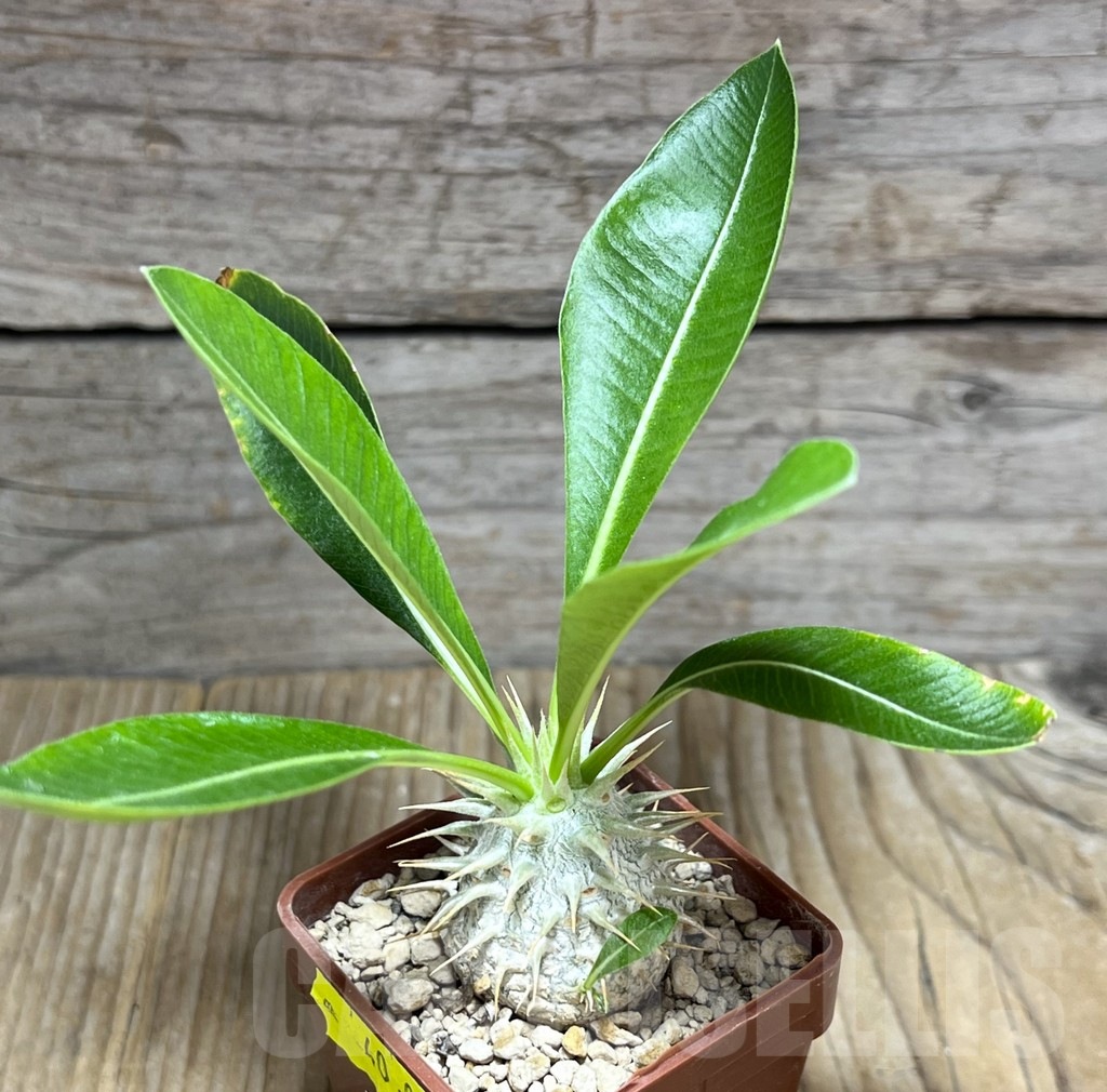 SHPR30437 Pachypodium eburneum shiny leaf