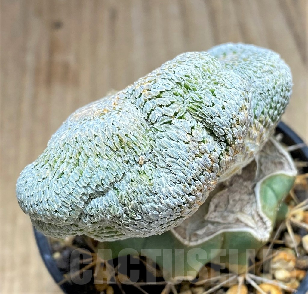 SHPR31071 Pelecyphora aselliformis f. cristata, grafted