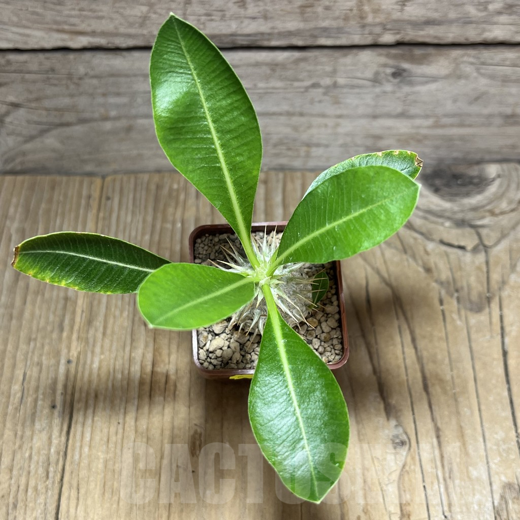 SHPR30437 Pachypodium eburneum shiny leaf - Imagen 2