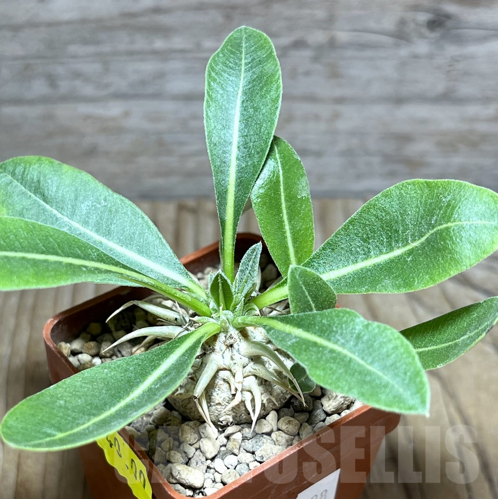 SHPR30438 Pachypodium eburneum shiny leaf