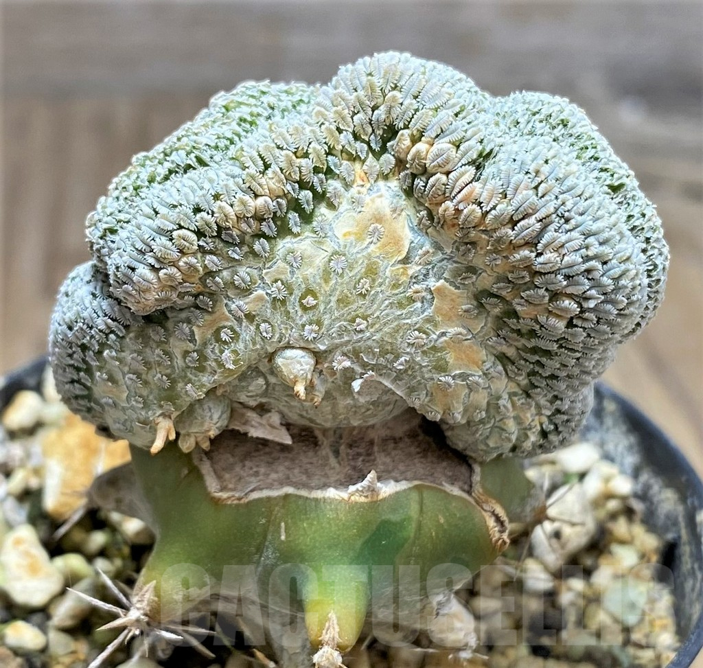 SHPR31072 Pelecyphora aselliformis f. cristata, grafted - Image 2