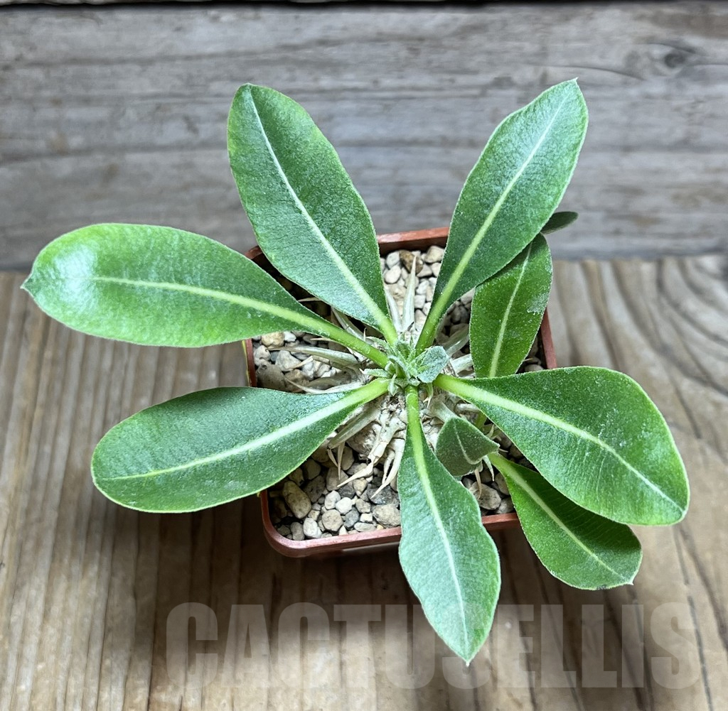 SHPR30438 Pachypodium eburneum shiny leaf - Obrázek 2