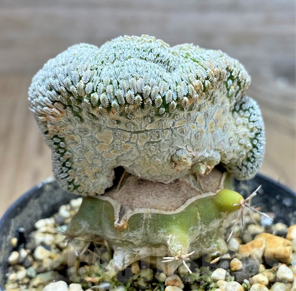 SHPR31072 Pelecyphora aselliformis f. cristata, grafted - Image 3