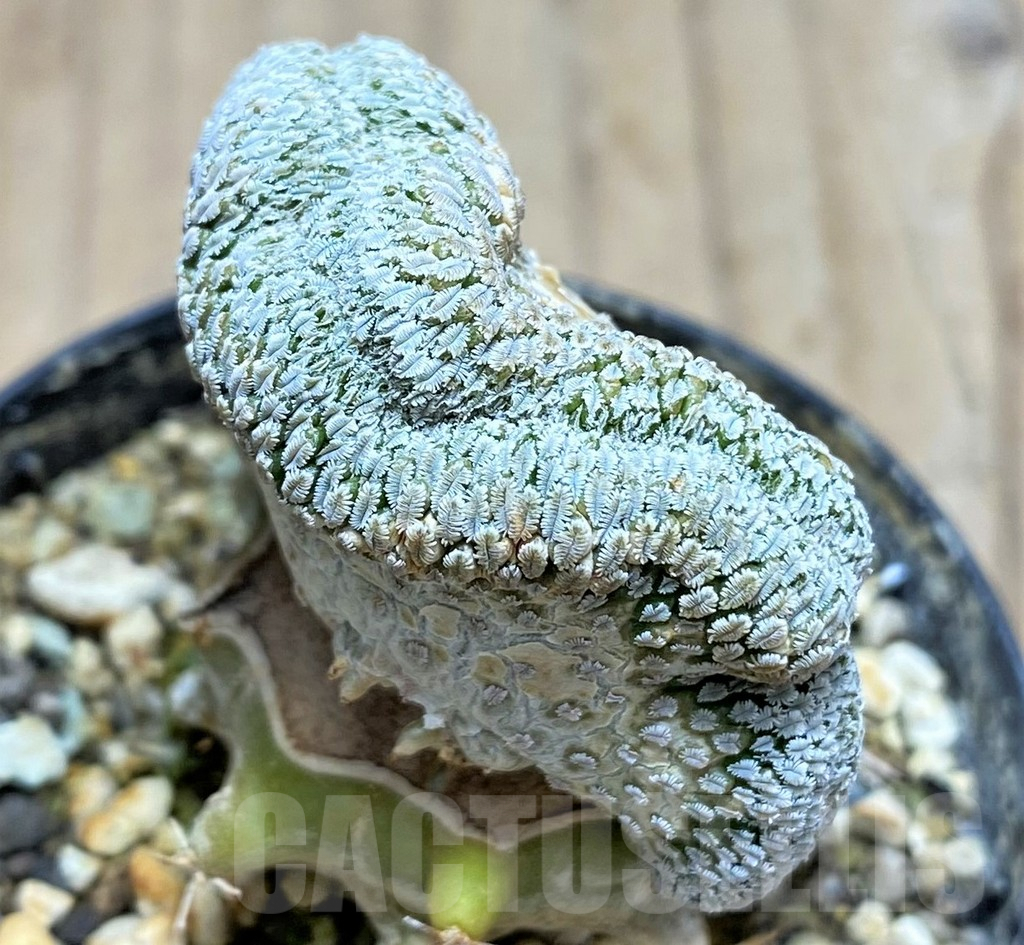 SHPR31072 Pelecyphora aselliformis f. cristata, grafted