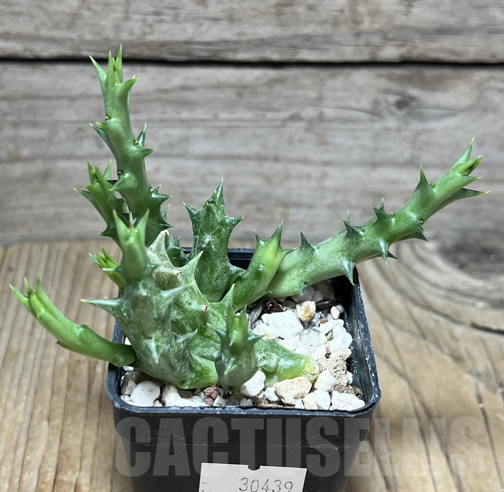 SHPR30439 Orbea dummeri - Image 2