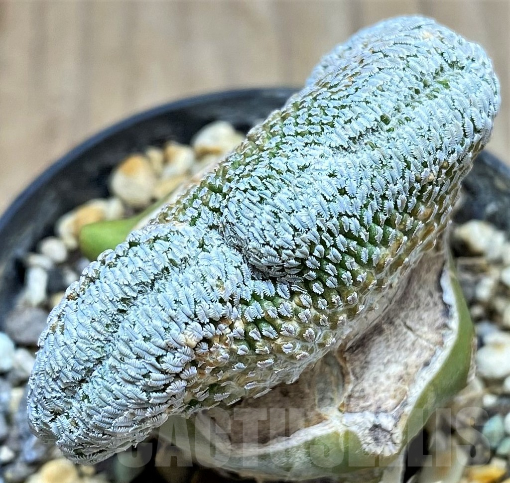 SHPR31073 Pelecyphora aselliformis f. cristata, grafted