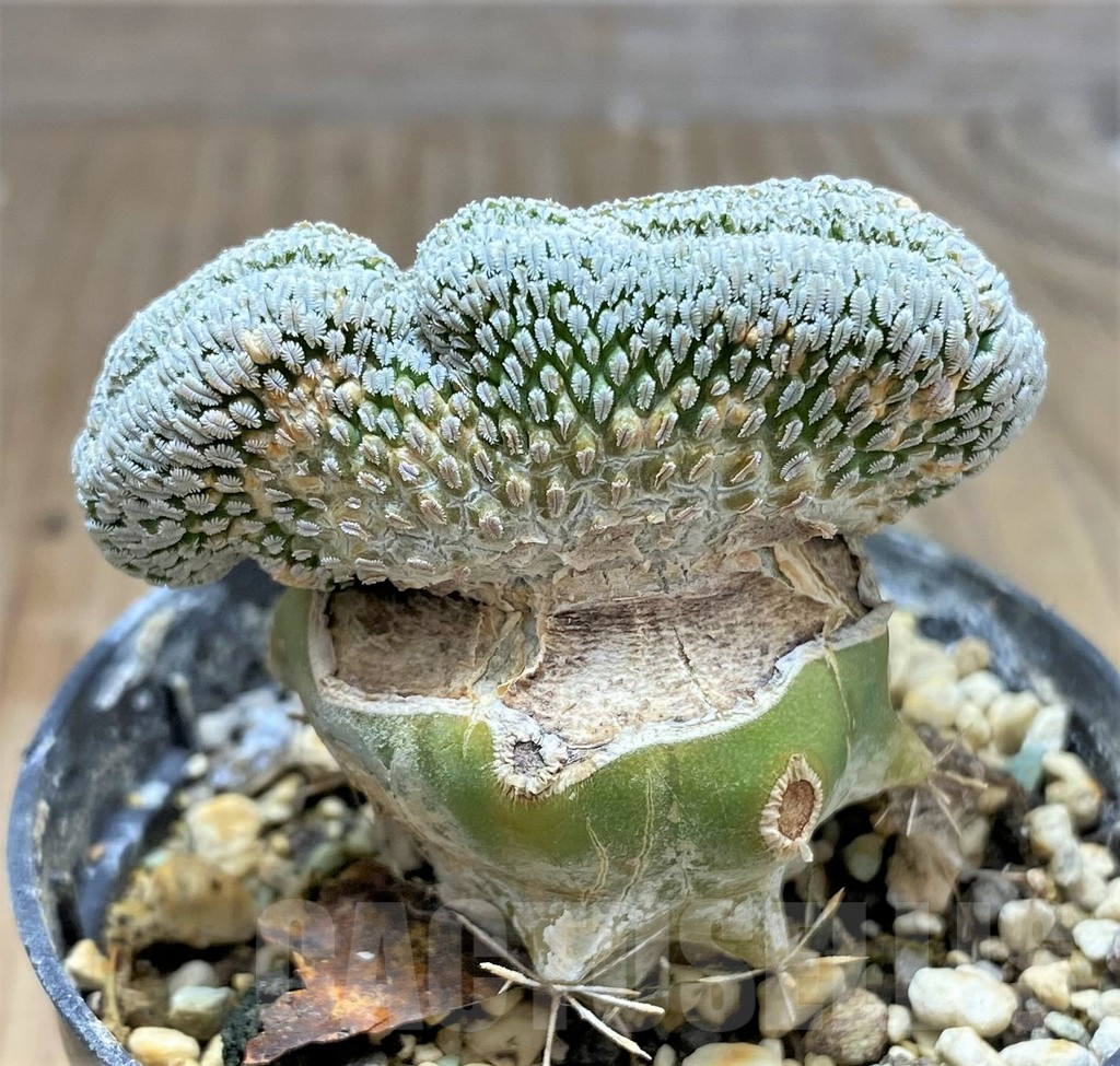 SHPR31073 Pelecyphora aselliformis f. cristata, grafted - Image 2