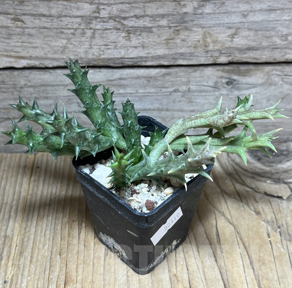 SHPR30440 Orbea dummeri - immagine 2