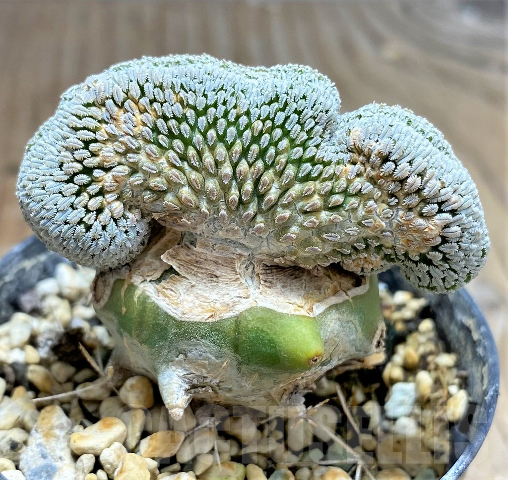 SHPR31073 Pelecyphora aselliformis f. cristata, grafted - Image 3