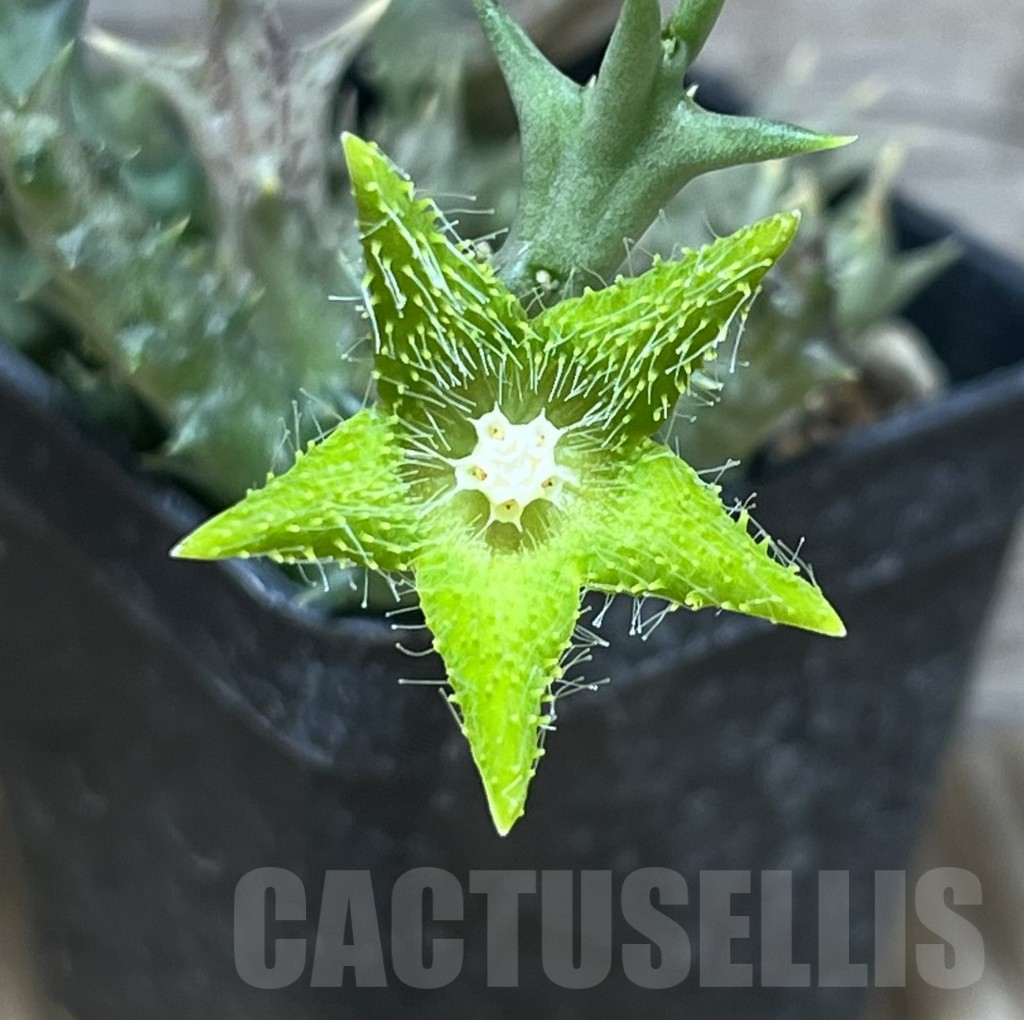 SHPR30441 Orbea dummeri