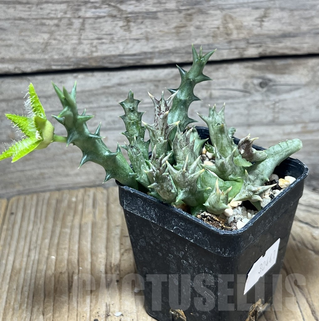 SHPR30441 Orbea dummeri - Obrázek 2