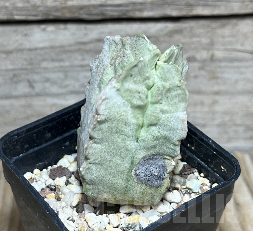 SHPR30442 Whitesloanea crassa - Image 2