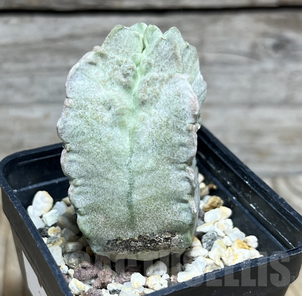 SHPR30442 Whitesloanea crassa - Image 3