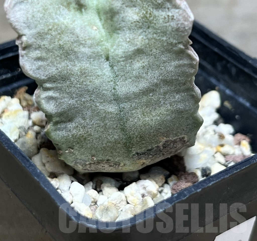 SHPR30442 Whitesloanea crassa - Image 4