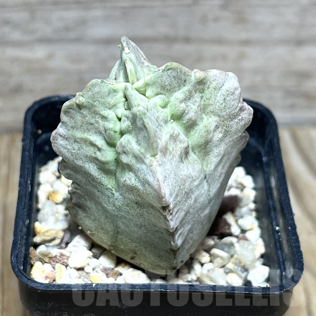 SHPR30442 Whitesloanea crassa