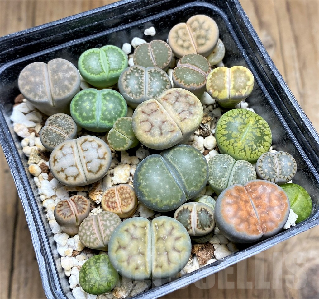 SHPR31129 Lithops mix - 画像 (2)