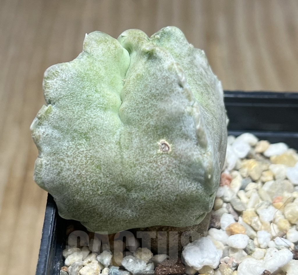 SHPR30443 Whitesloanea crassa - Image 2