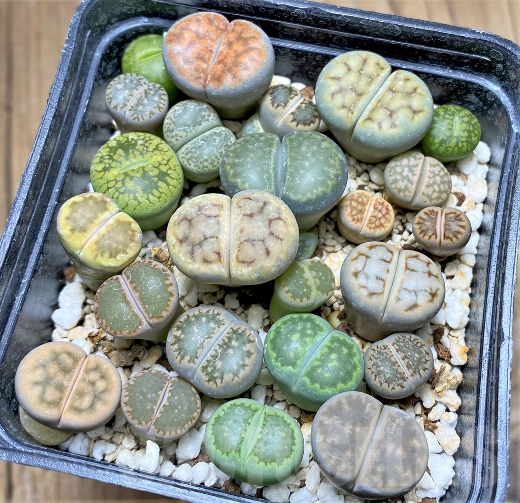 SHPR31129 Lithops mix