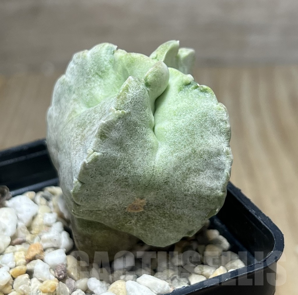 SHPR30443 Whitesloanea crassa - Image 3