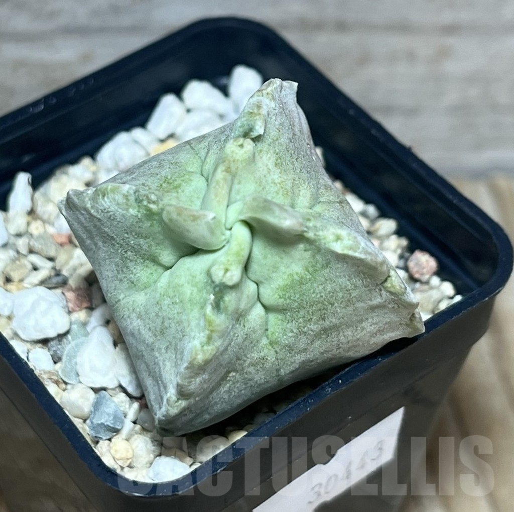 SHPR30443 Whitesloanea crassa - Image 4