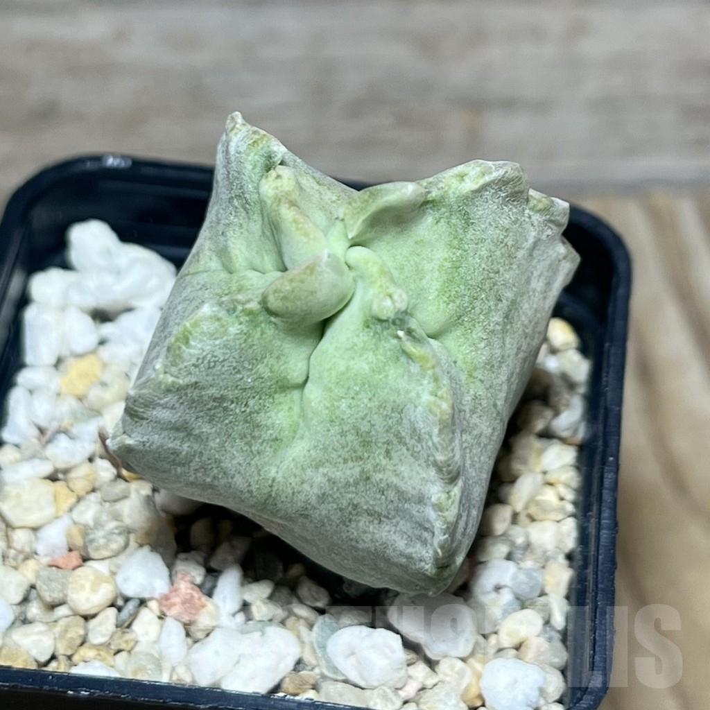 SHPR30443 Whitesloanea crassa