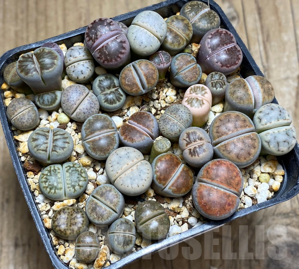 SHPR31131 Lithops mix